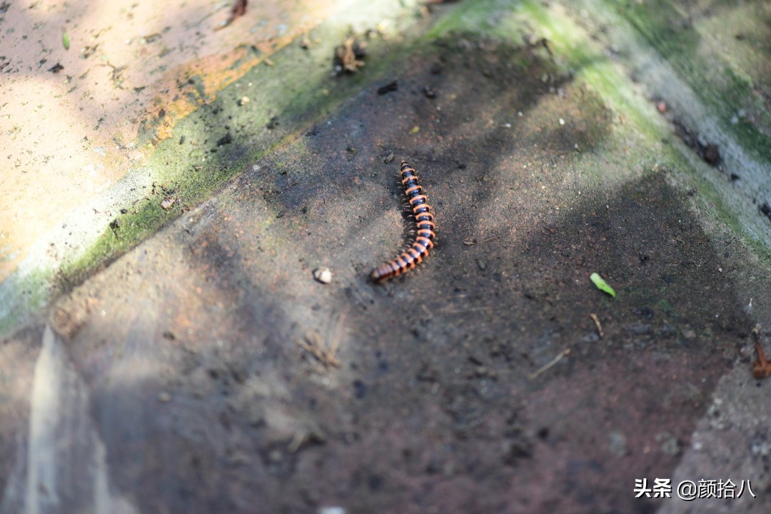 赶尽杀绝，花园里最痛恨的虫子|园丁