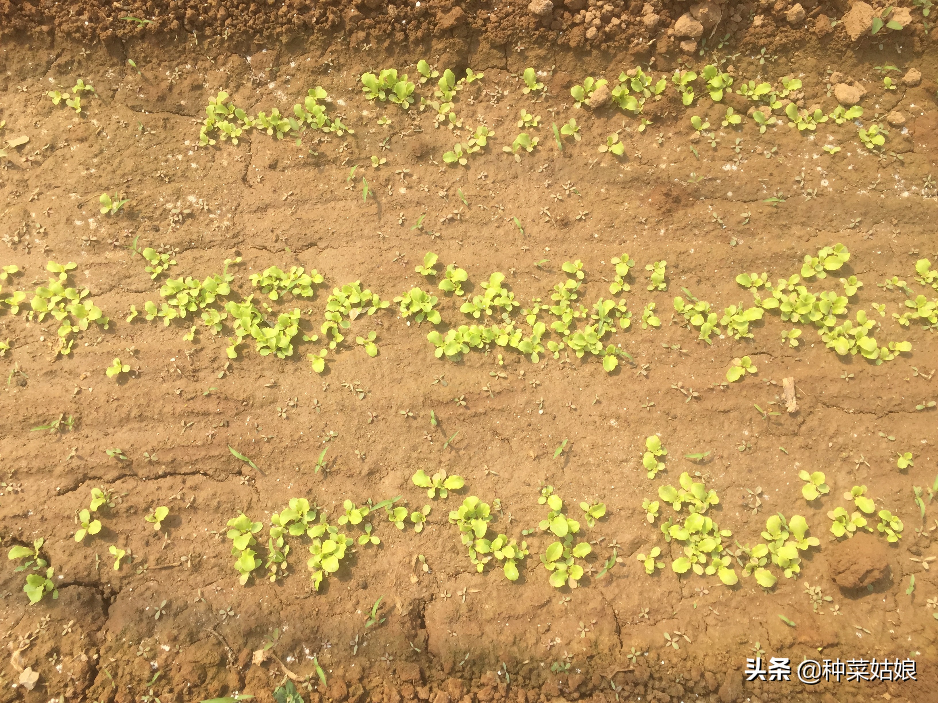 蔬菜育苗出苗怎么管理,种植蔬菜幼苗徒长怎么办