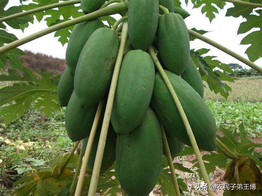 番木瓜苗期管理,番木瓜怎样断头种植