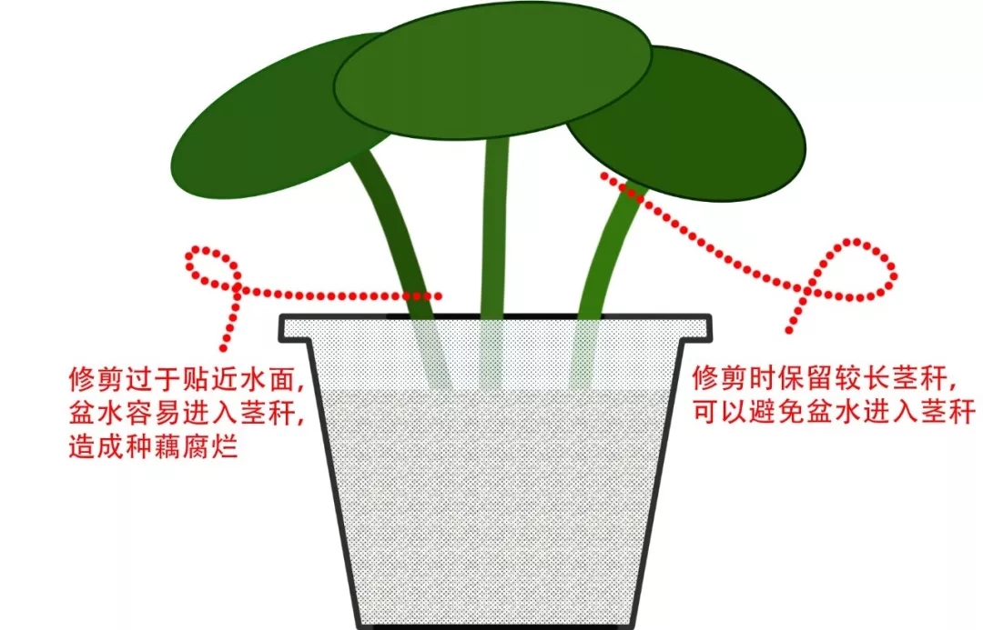 碗莲烂叶子的问题,碗莲出现黄叶和枯萎怎么办