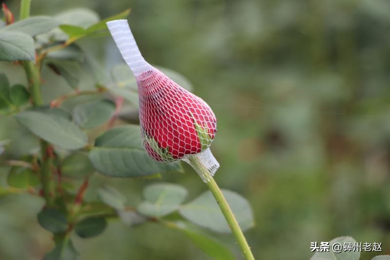 你知道为什么要给玫瑰花上网套吗？看看5年的花农怎么说