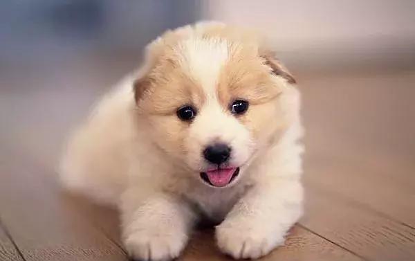 小狗才接回家要注意什么,狗刚接回家注意事项是什么