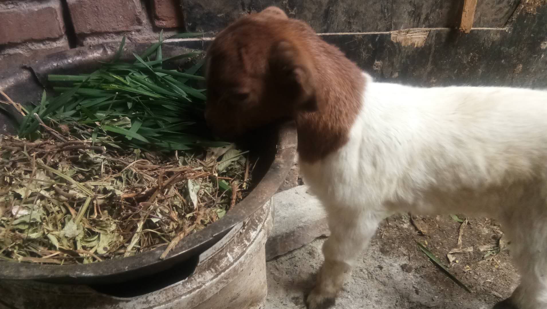 羊胀气最好的偏方,羊胀气吃什么养羊最好