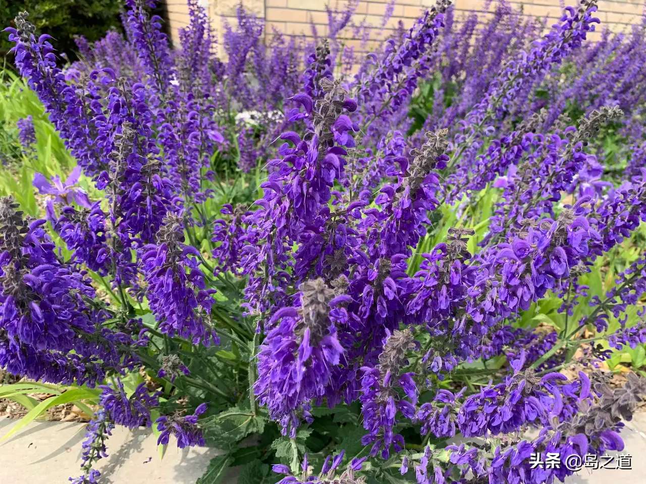 含12生肖的植物名,用十二生肖组成的植物名