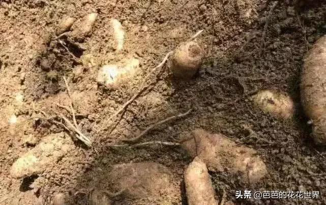 黔东南世外桃源,黔东南春节游玩推荐