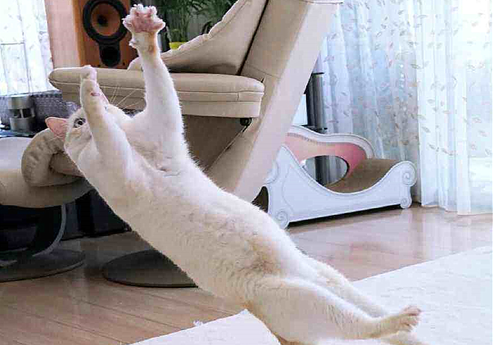 猫咪先兆流产不治疗的后果,猫咪早产为什么迟迟生不出来