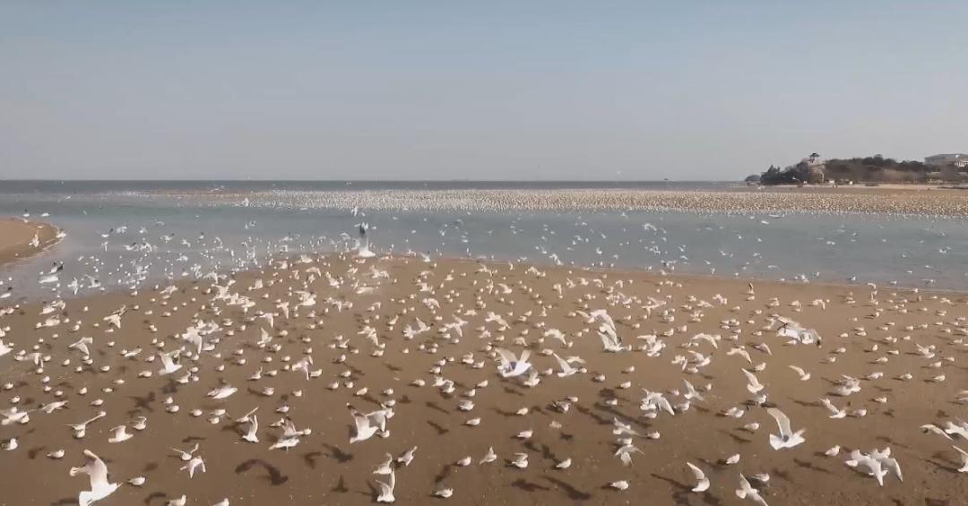 秦皇岛宣传片,2021秦皇岛旅游发展大会宣传片