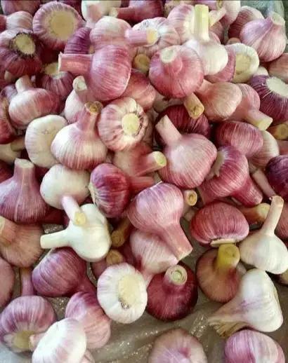 2020年4月28日山东大蒜蒜薹价格,蒜薹价格最新行情附近