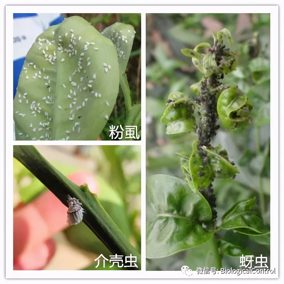 防治果树煤烟病用什么药,冬季果树炭疽病用什么药