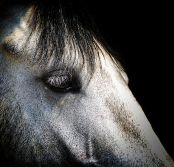 最新款谢尔比gte,谢尔比gte有手动挡吗