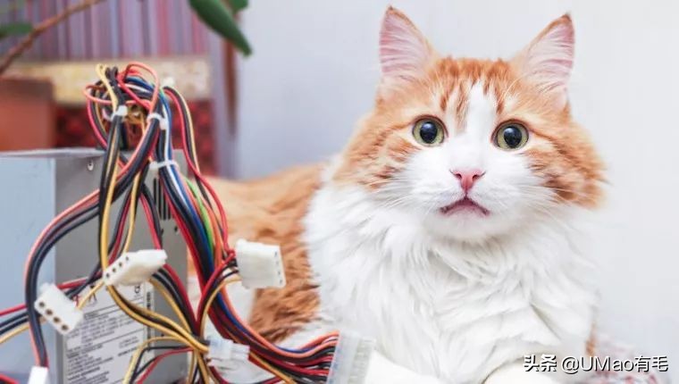 不许猫咪咬东西,不要溺爱猫咪