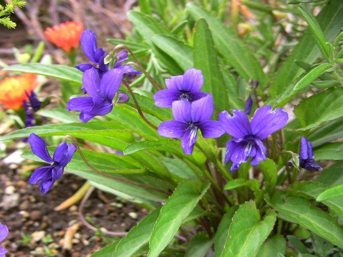 十种动植物名称及特征,动植物植物知识科普大全