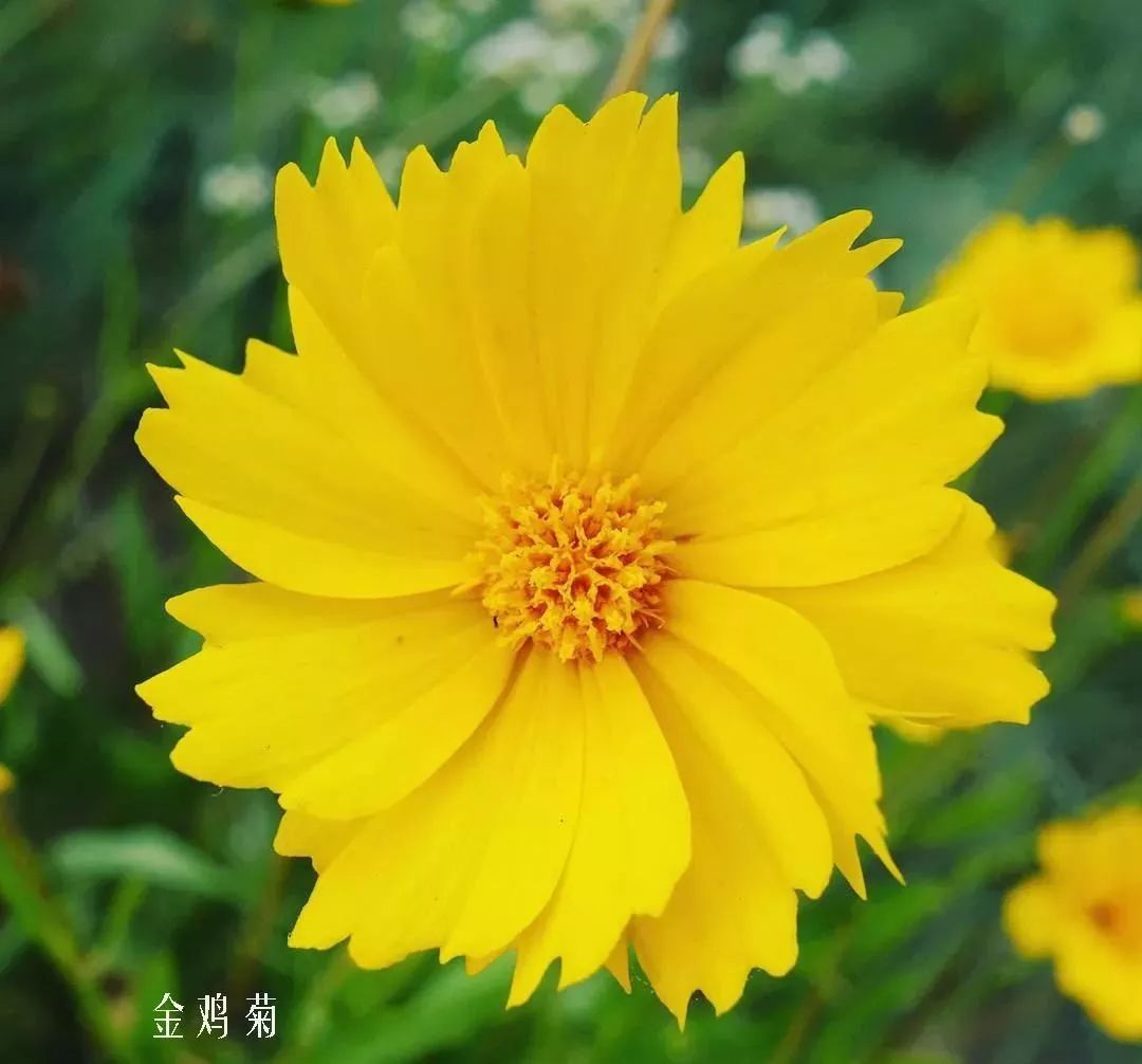 花店里同款的两种不同价格的花材,花店最容易被顾客误解的几种花材