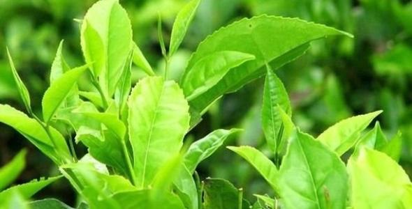 清香型永川秀芽是什么茶,永川秀芽属于什么茶