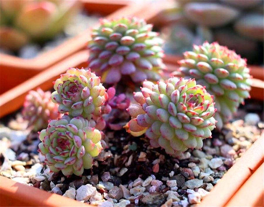 可爱的多肉萌宠,多肉植物小精灵怎么养