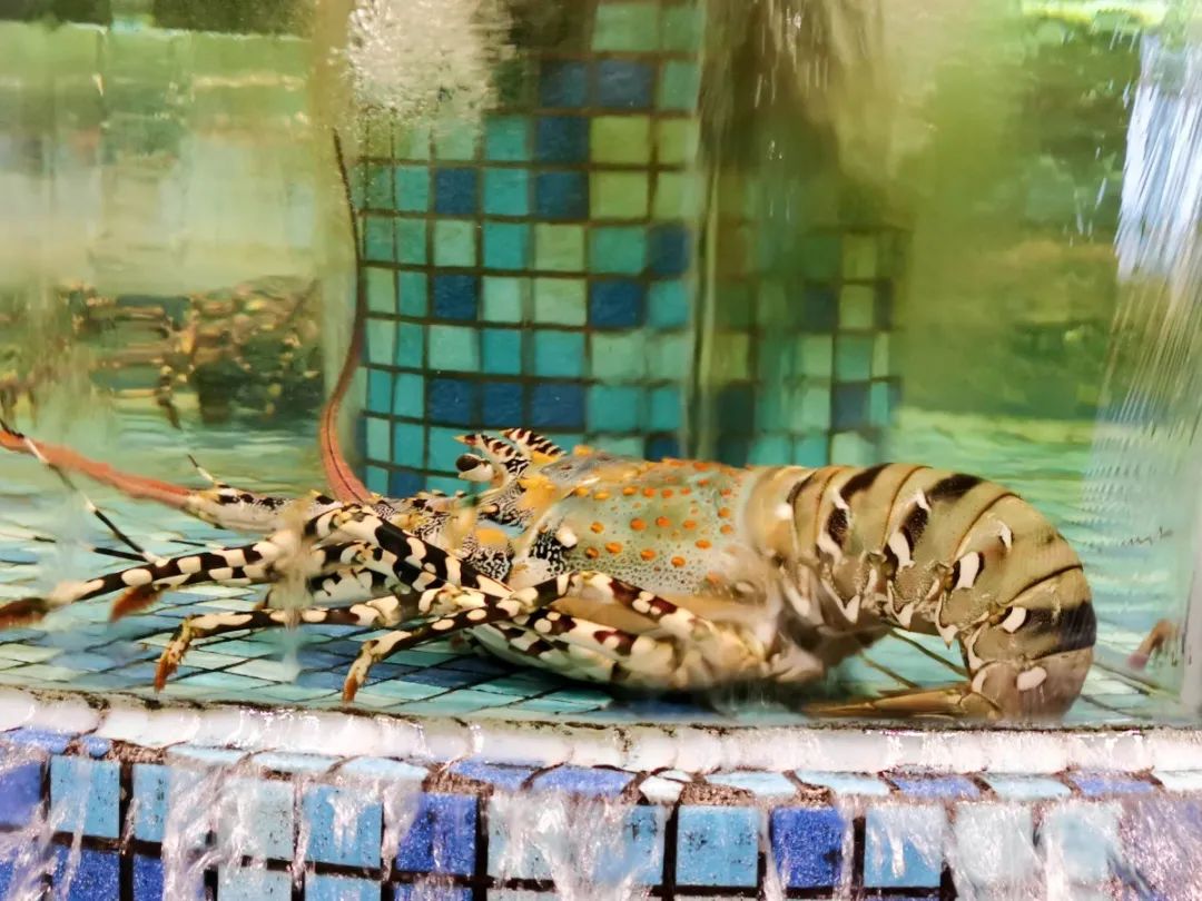 寻味金湾,金湾最出名的餐厅