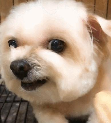 宠坏的泰迪犬,主人宠坏泰迪犬的表现