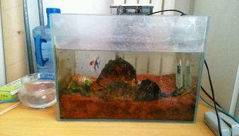 清理鱼缸内水垢需要把鱼捞出来吗,鱼缸壁水垢用柠檬酸清除不伤鱼