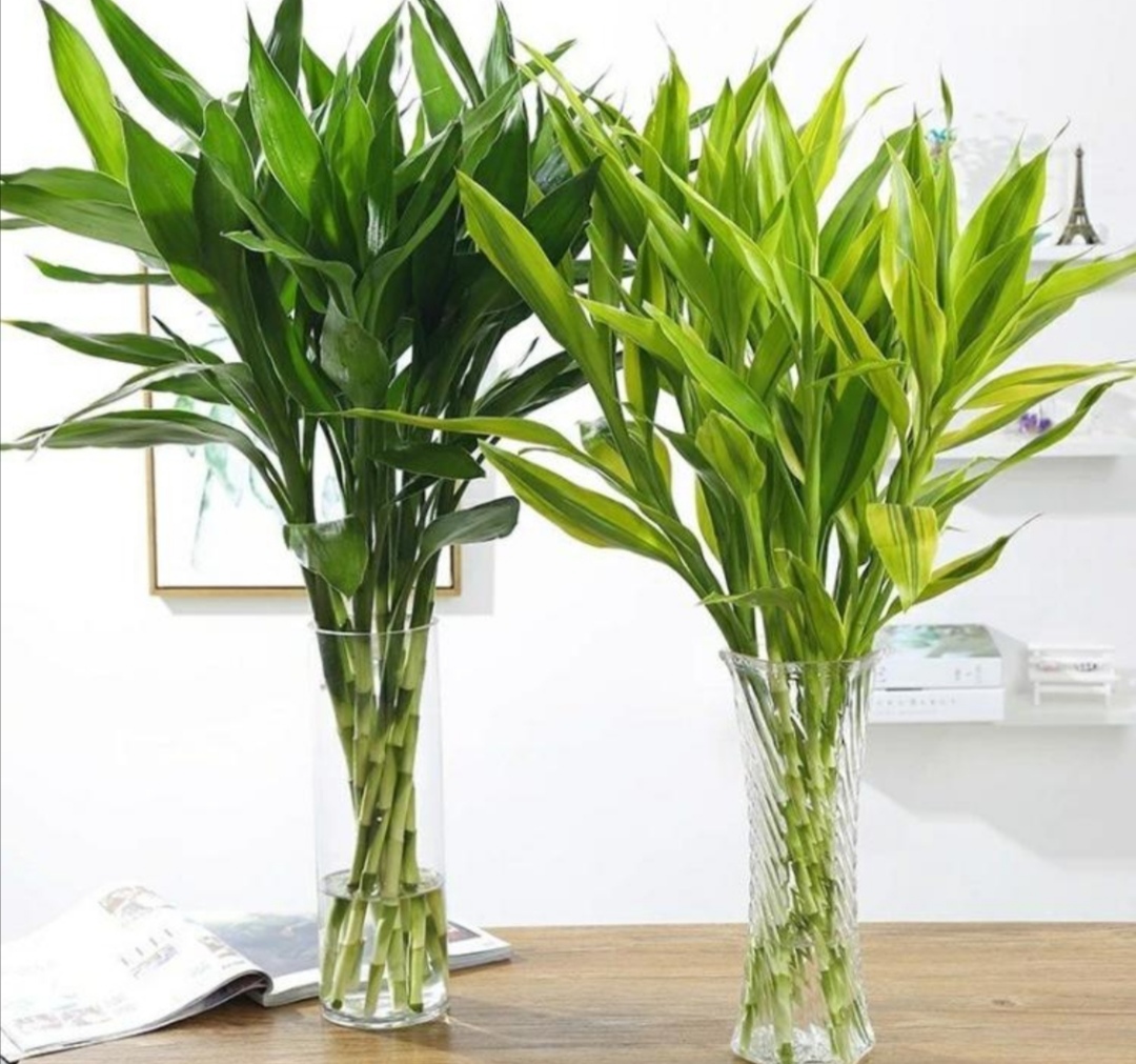 室内养殖喜阴植物,室内养净化空气效果最好的植物