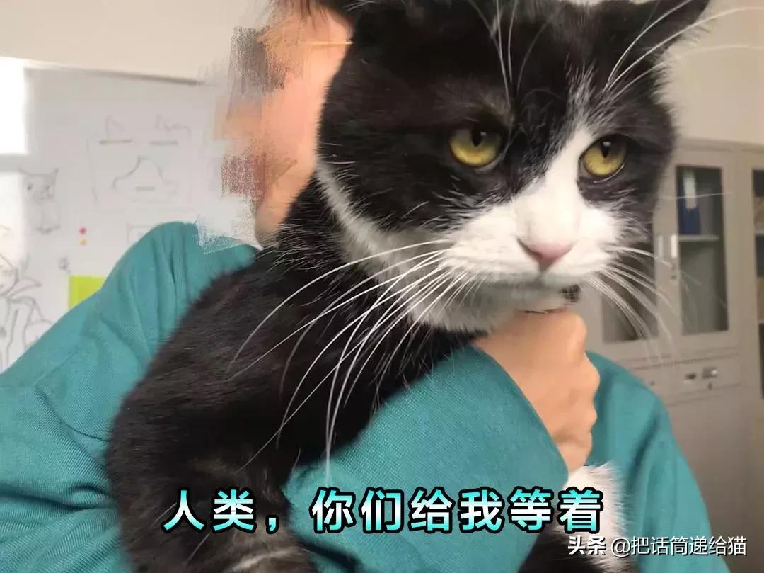 猫故事集,猫故事完整版