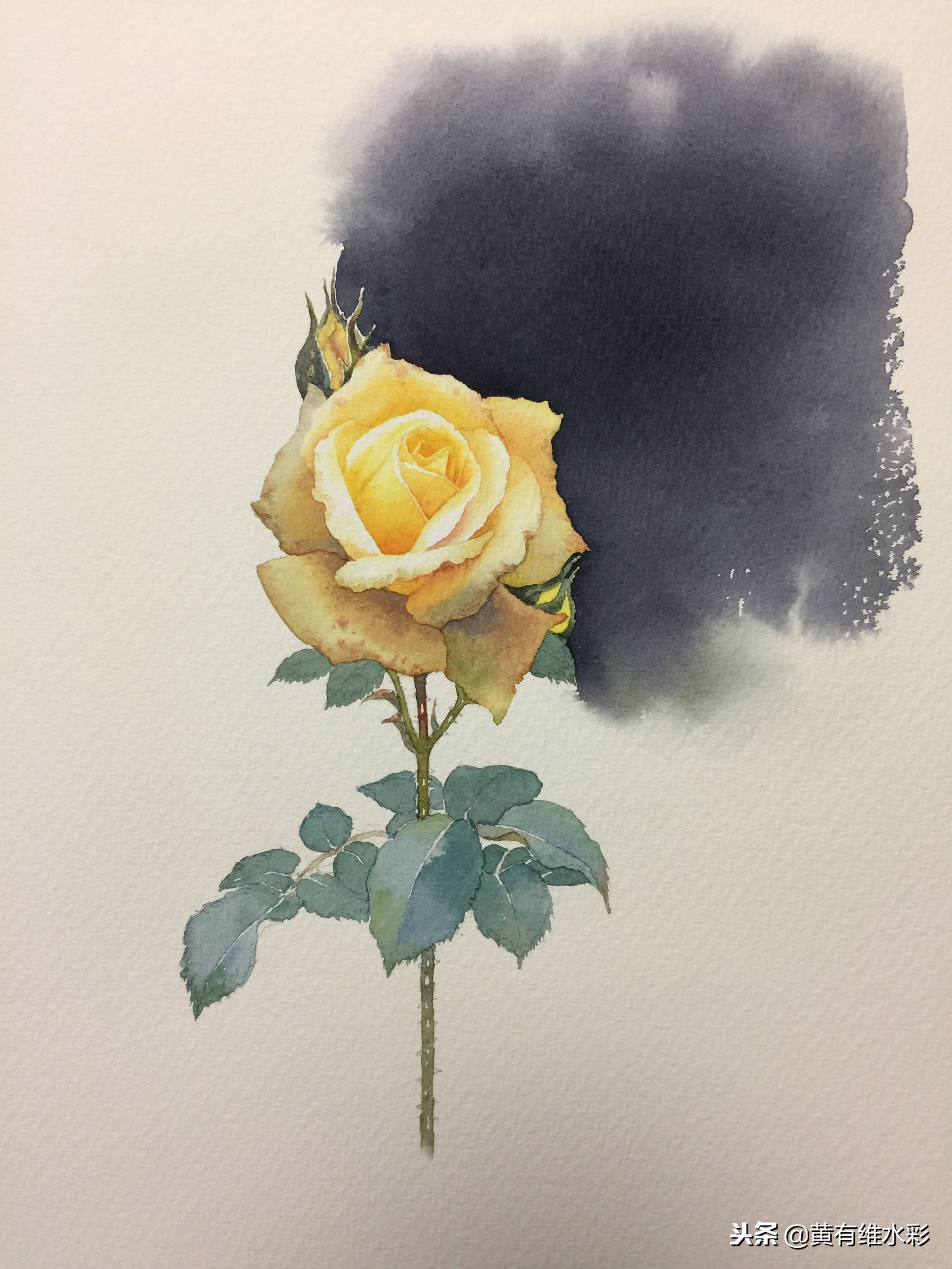 零基础入门水彩的基本画法,黄玫瑰水彩晕染