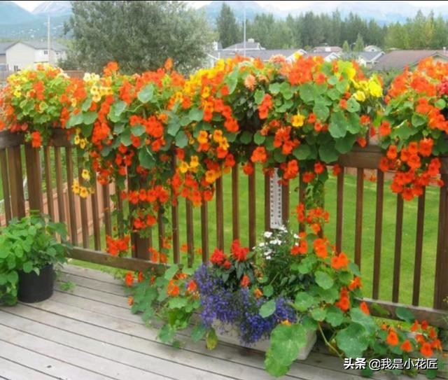 适合阳台种植的爬藤植物都有哪些,家庭阳台种什么爬藤植物比较好