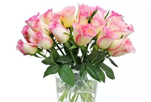 玫瑰花有哪些品种,玫瑰花有哪些品种大全