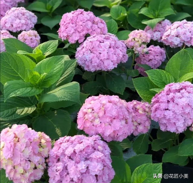 蓝色梦幻绣球,梦幻绣球为什么不开花