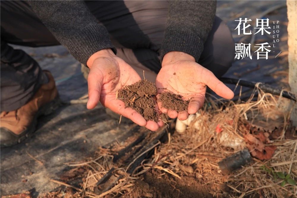 葡萄园有什么发展,葡萄园投入和收入