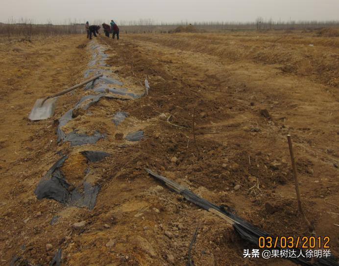 春天桃树育苗方法最快,春季栽桃树要注意什么