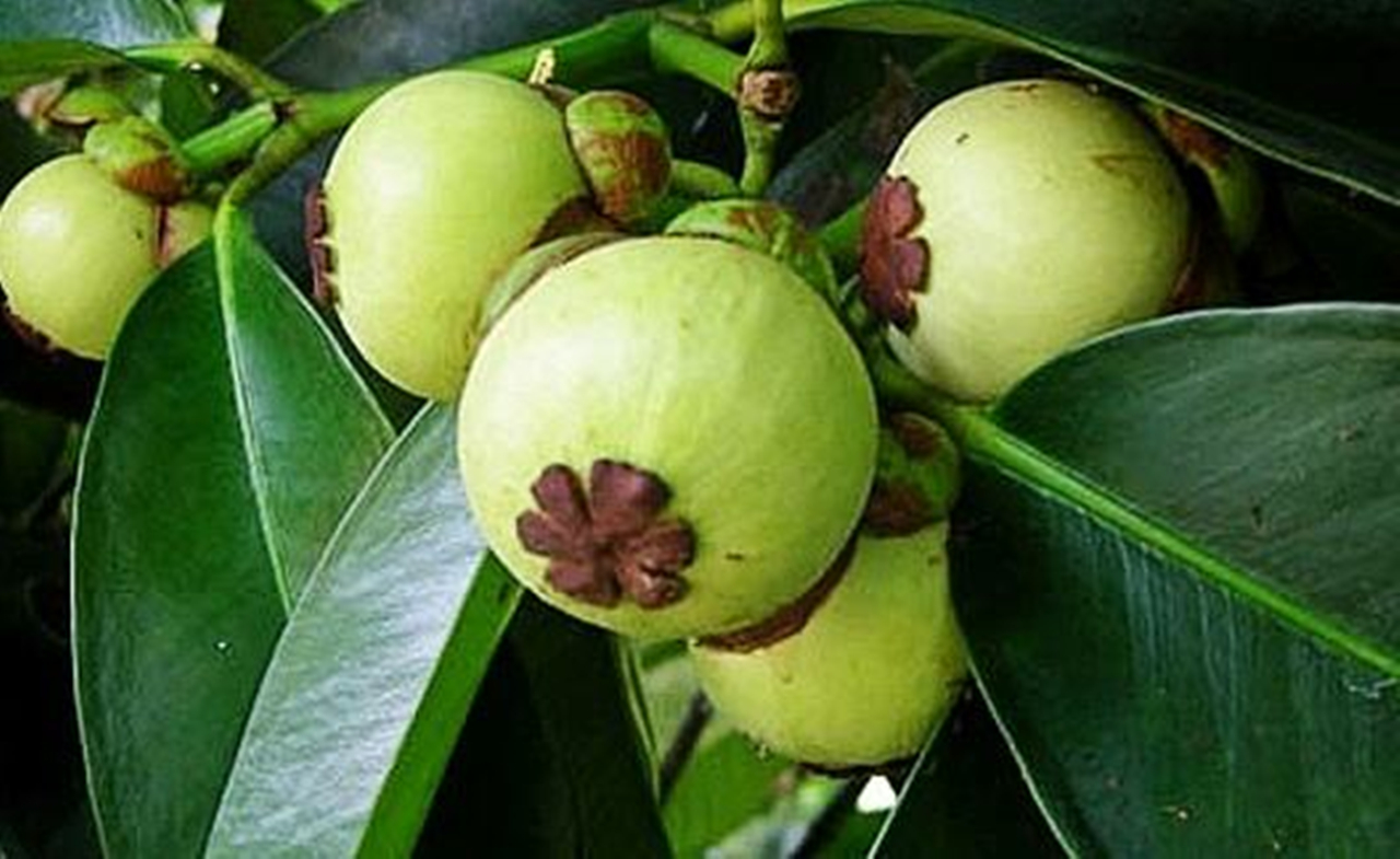 挑选山竹的3种小诀窍介绍,山竹选购秘籍挑选一颗完美的山竹