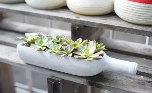 家里花瓶插花放点什么,创意养花花瓶