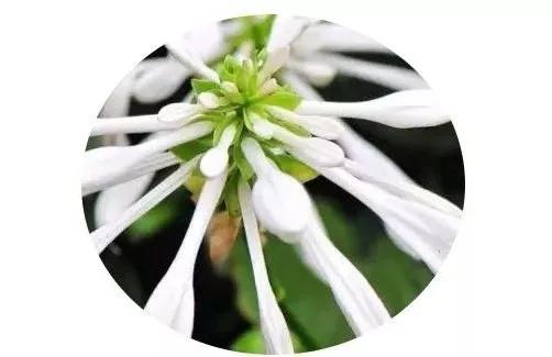 地被植物怎样养护,地被植物怎么种