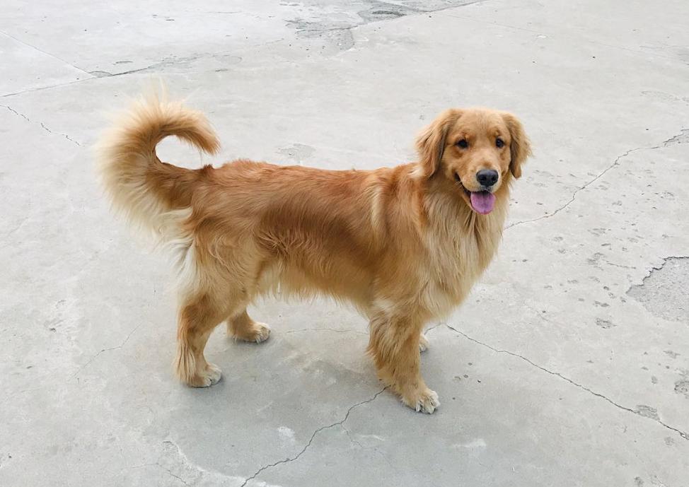 怎么改善狗狗的饮食和排便,怎么改善狗狗饮食去泪痕