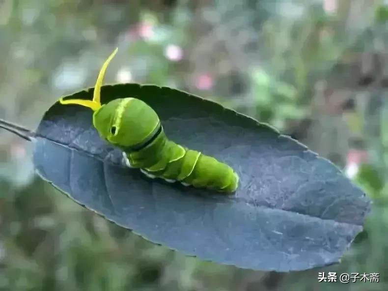 柑橘大实蝇和柑橘小实蝇常规虫害,柑橘虫害高清图谱及防治方法