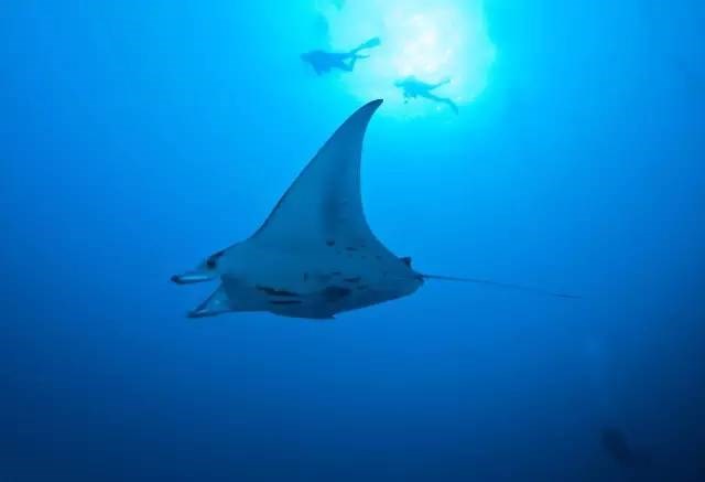 比马尔代夫更高级的岛屿,太平洋海岛帕劳旅游攻略