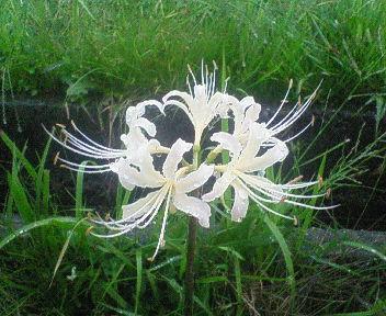 黄泉路上最美的风景，总能触动我内心最敏感的神经