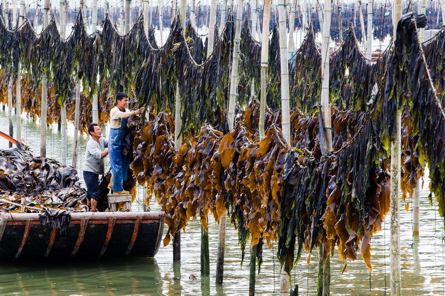 海带是属于植物还是美食,海带可食用的部分是它的叶片吗