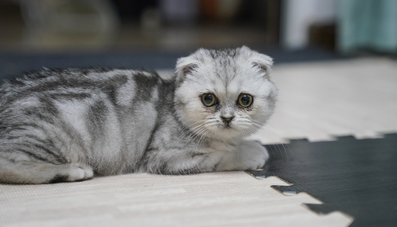 猫咪不回家了该怎么办,猫咪好几天不回家该怎么办