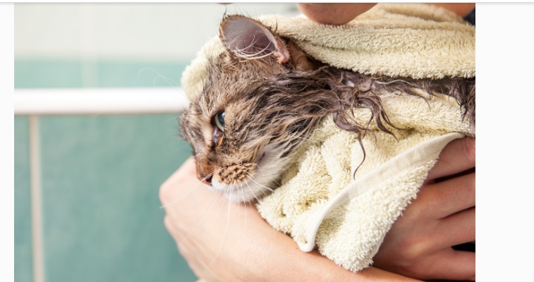 新手养猫最强攻略之日常护理篇,养猫清洁必备物品有哪些