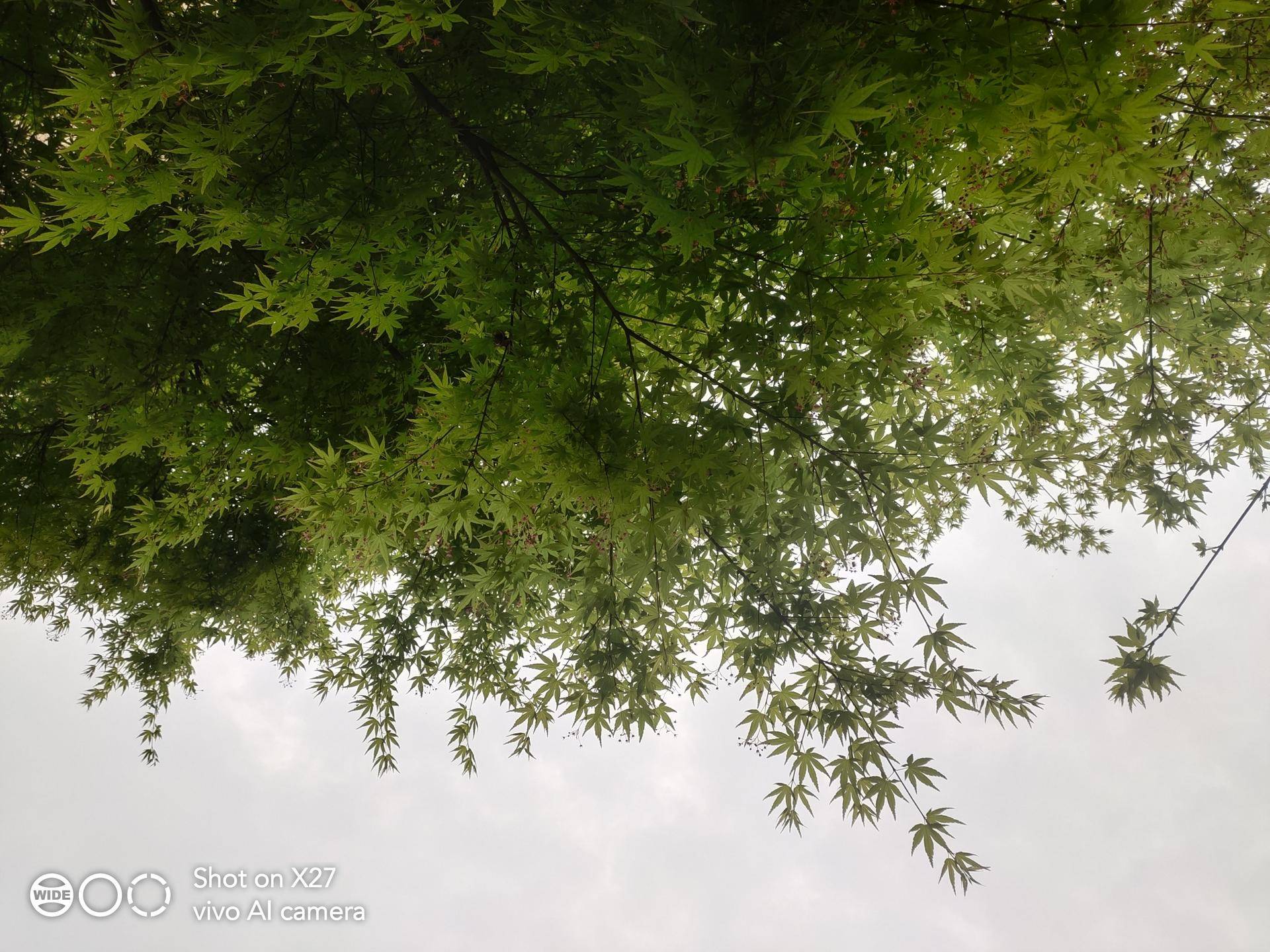 vivox27刘海屏测评,vivox27测评全新