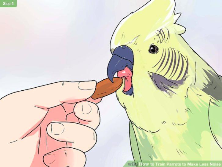 鹦鹉控食训练一般多长时间,怎么训练鹦鹉不随便拉便便