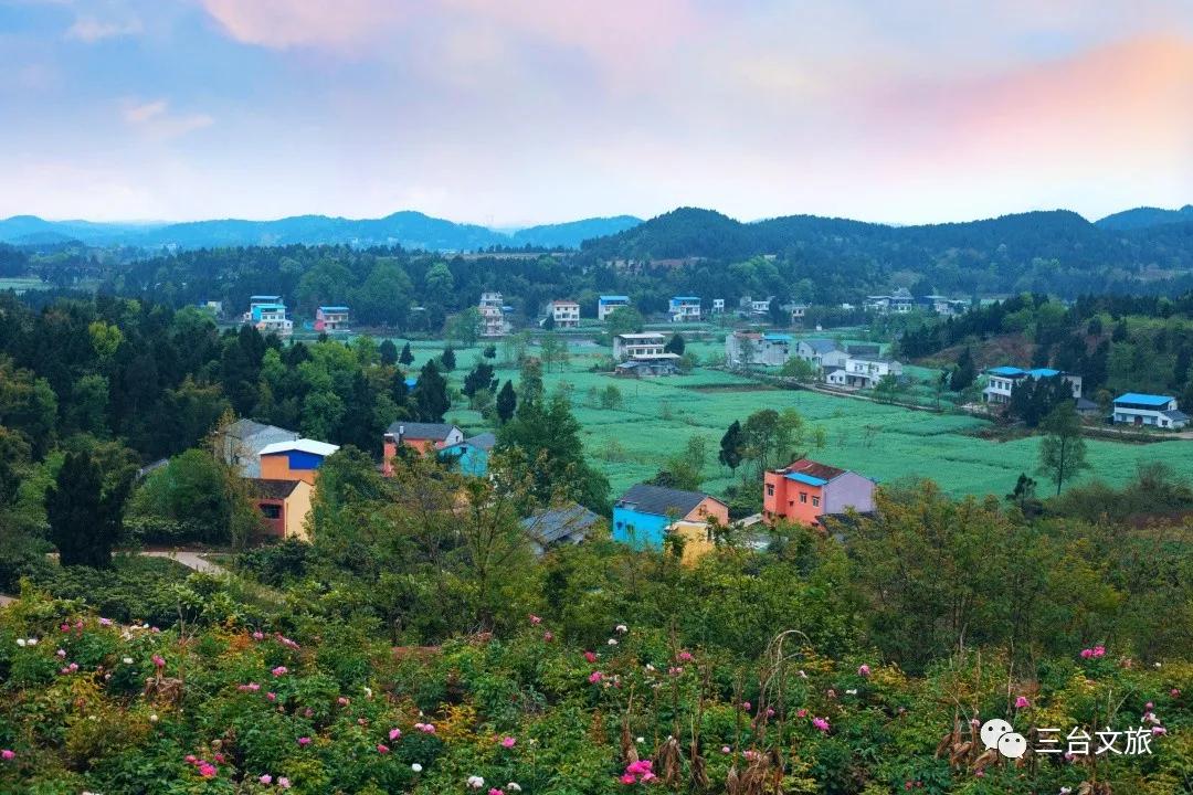泉城公园芍药花开娇艳欲滴赛牡丹,含苞待放的芍药花娇艳欲滴