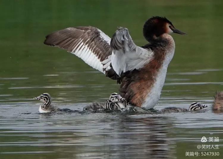 凤头鸊鷉粤语,斑头雁飞得最高的鸟