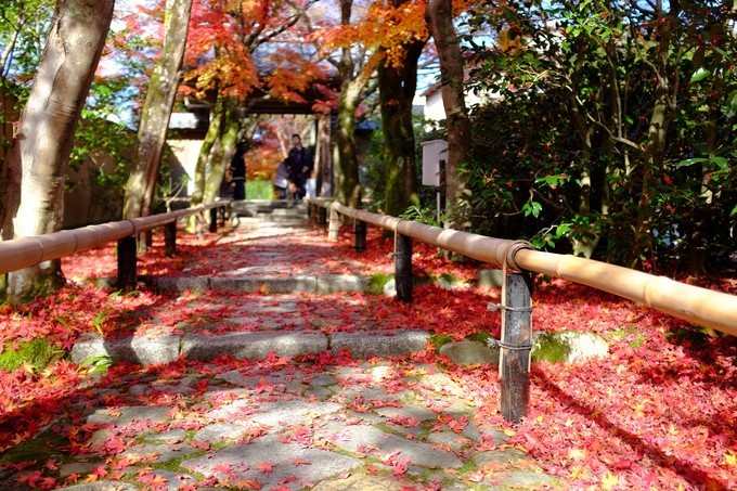 京都赏枫2022,京都赏枫必去景点有哪些好玩的