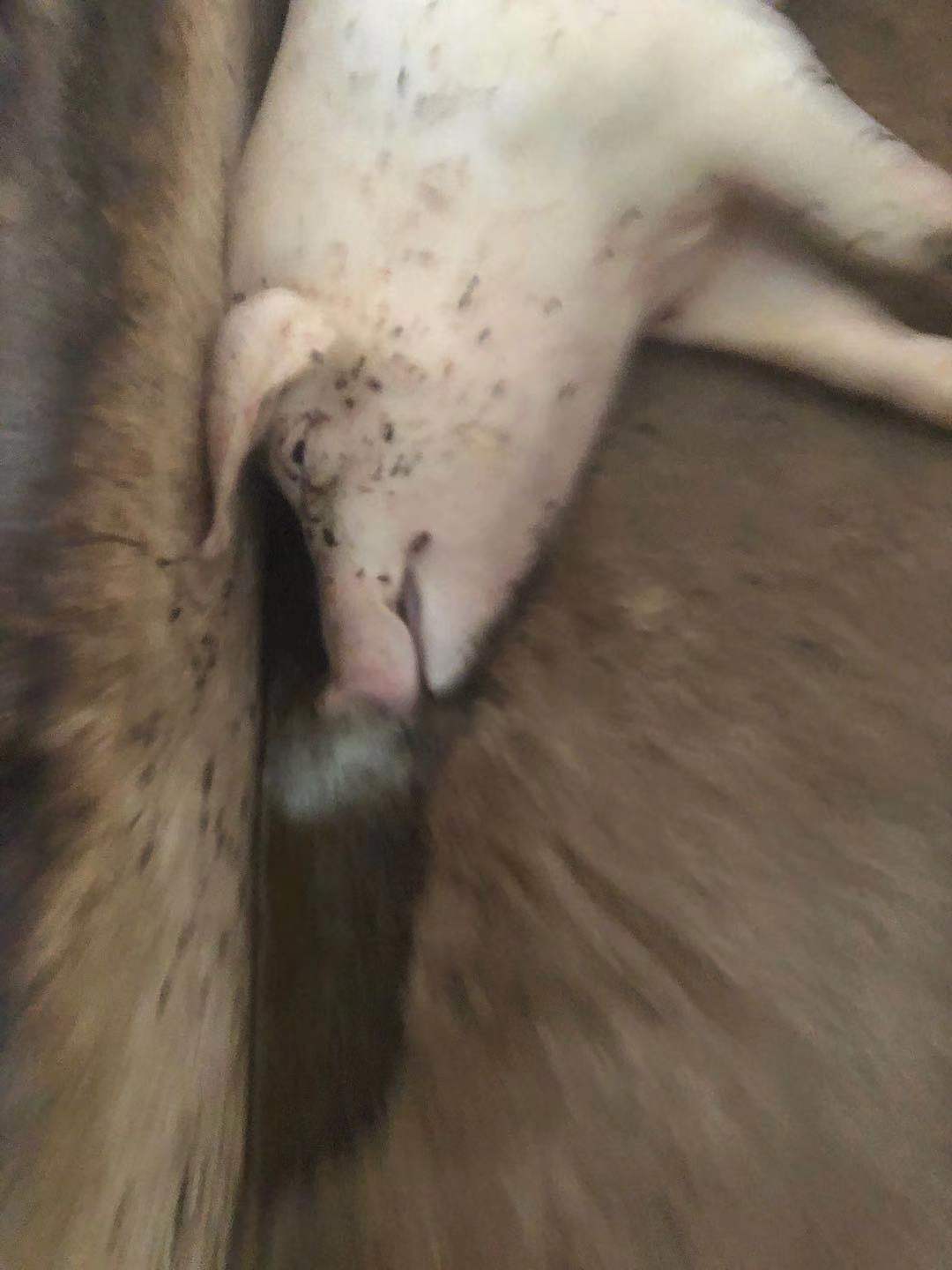 育肥猪常见的病有哪些,育肥猪尖叫死亡是什么病