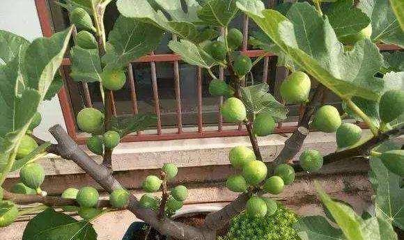无花果盆栽好吃,盆栽无花果树好养吗