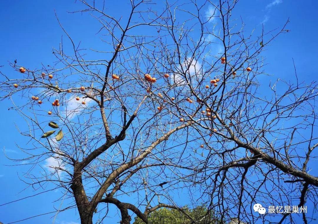 巢湖人家：烔炀河大份李家李定元（上）