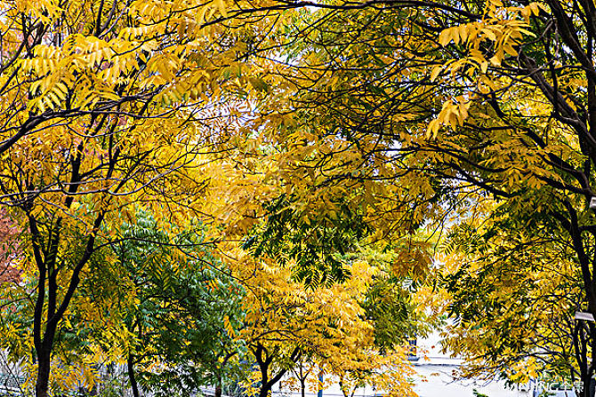 秋实之美无患子，假做桂元真菩提