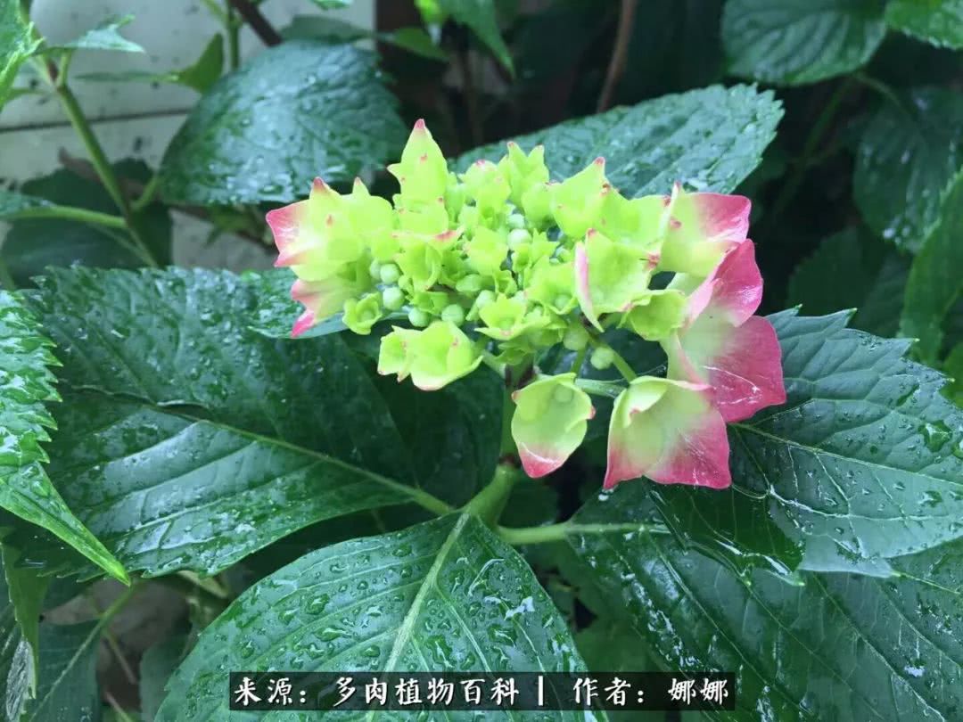 篱笆花开情常在，守你一生不变！